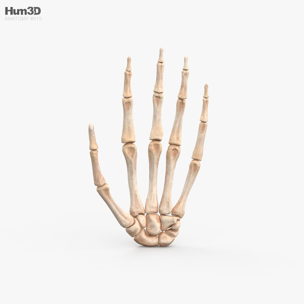 손 뼈 3D 모델 