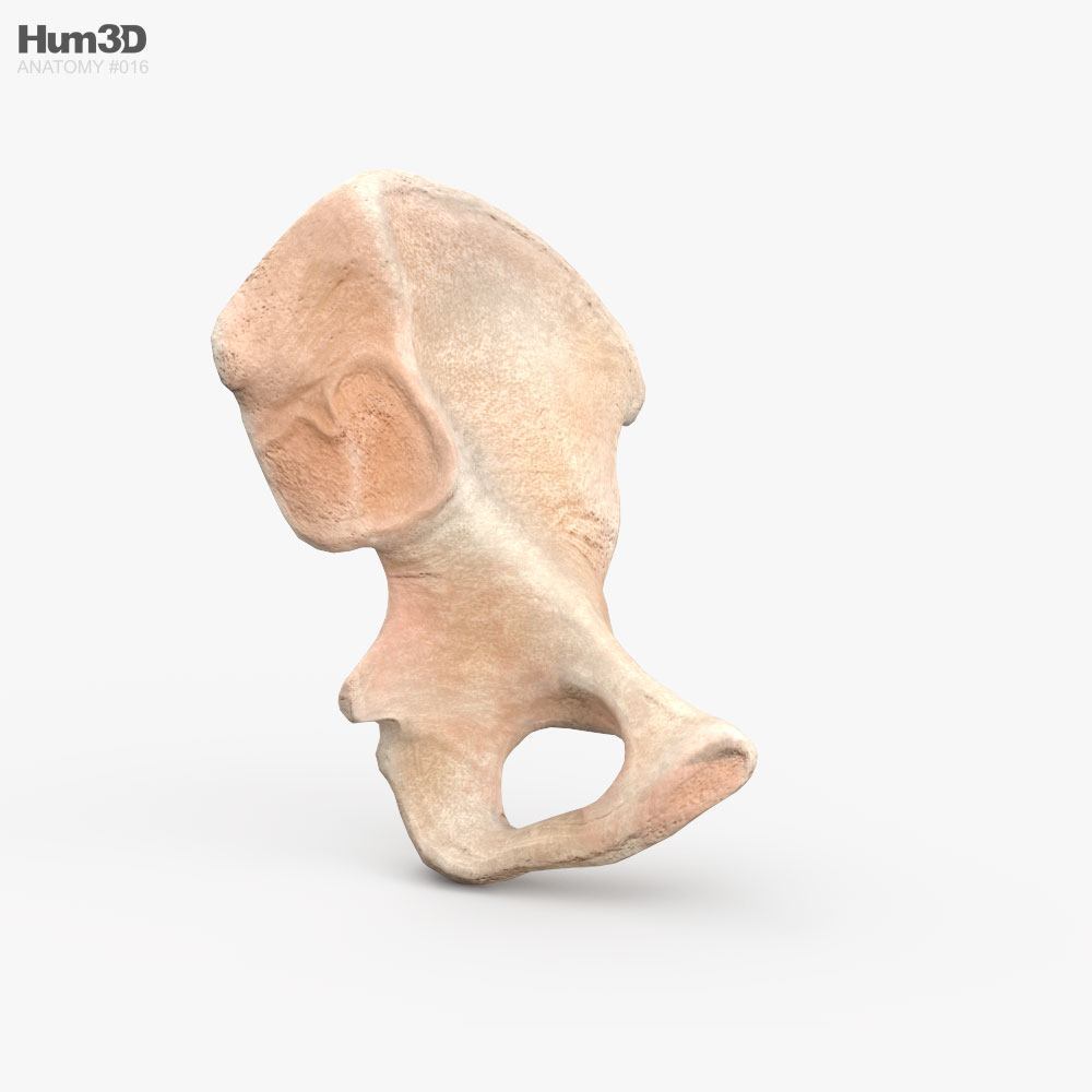 股関節の骨 3Dモデル