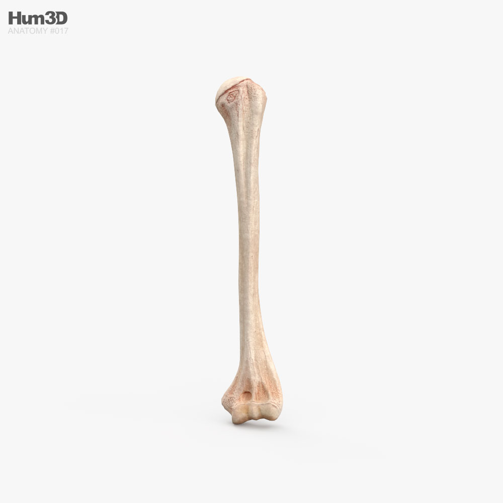 Плечова кістка 3D модель
