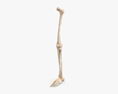 Ossos da perna humana Modelo 3d