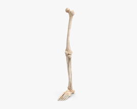 Leg Bones 3d model