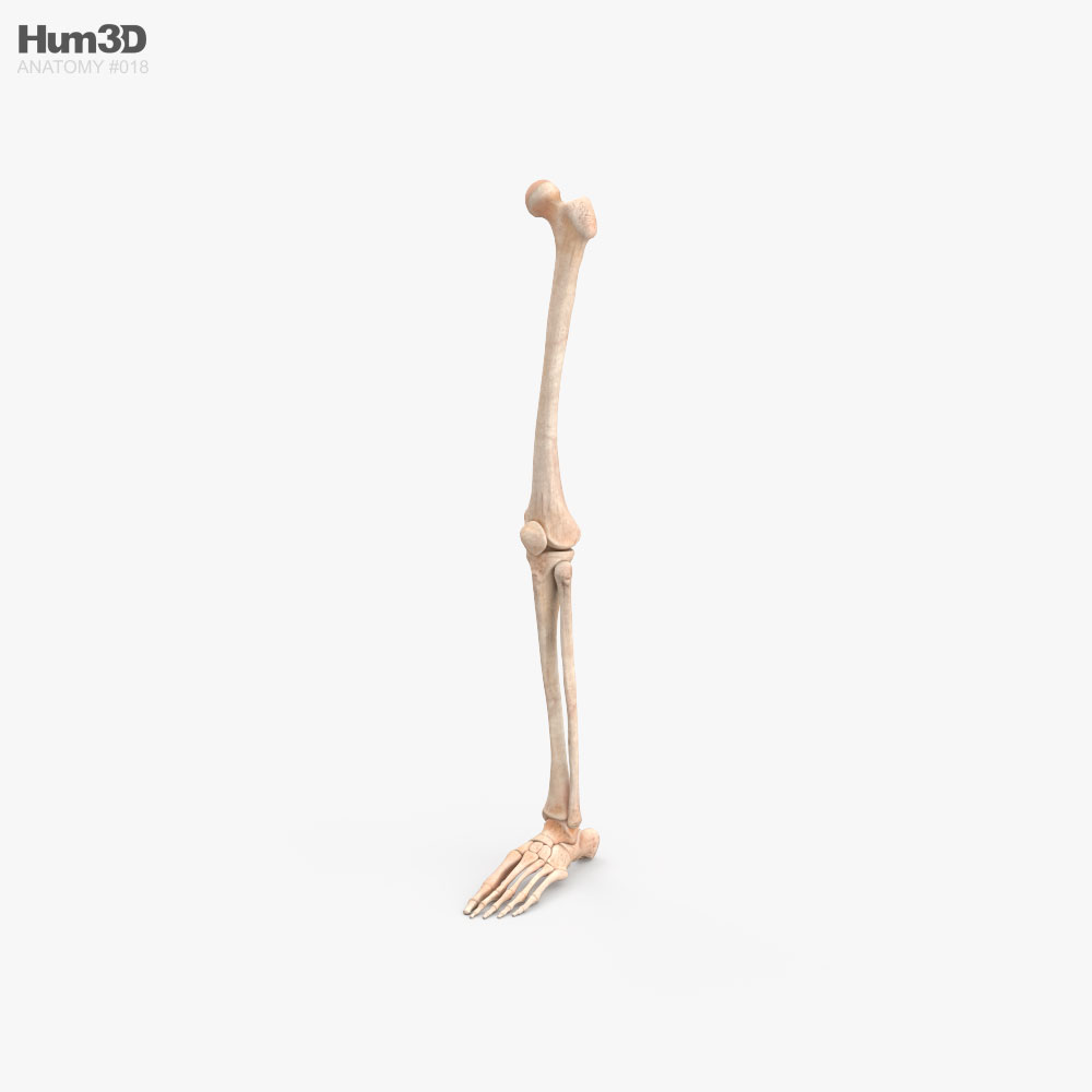 Human Leg Bones 3D model