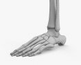 Кости ног человека 3D модель