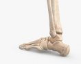Huesos de la pierna humana Modelo 3D