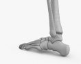 Ossos da perna humana Modelo 3d