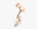 Кости ног человека 3D модель