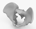 骨盆 3D模型