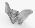 骨盤 3Dモデル