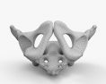 骨盤 3Dモデル