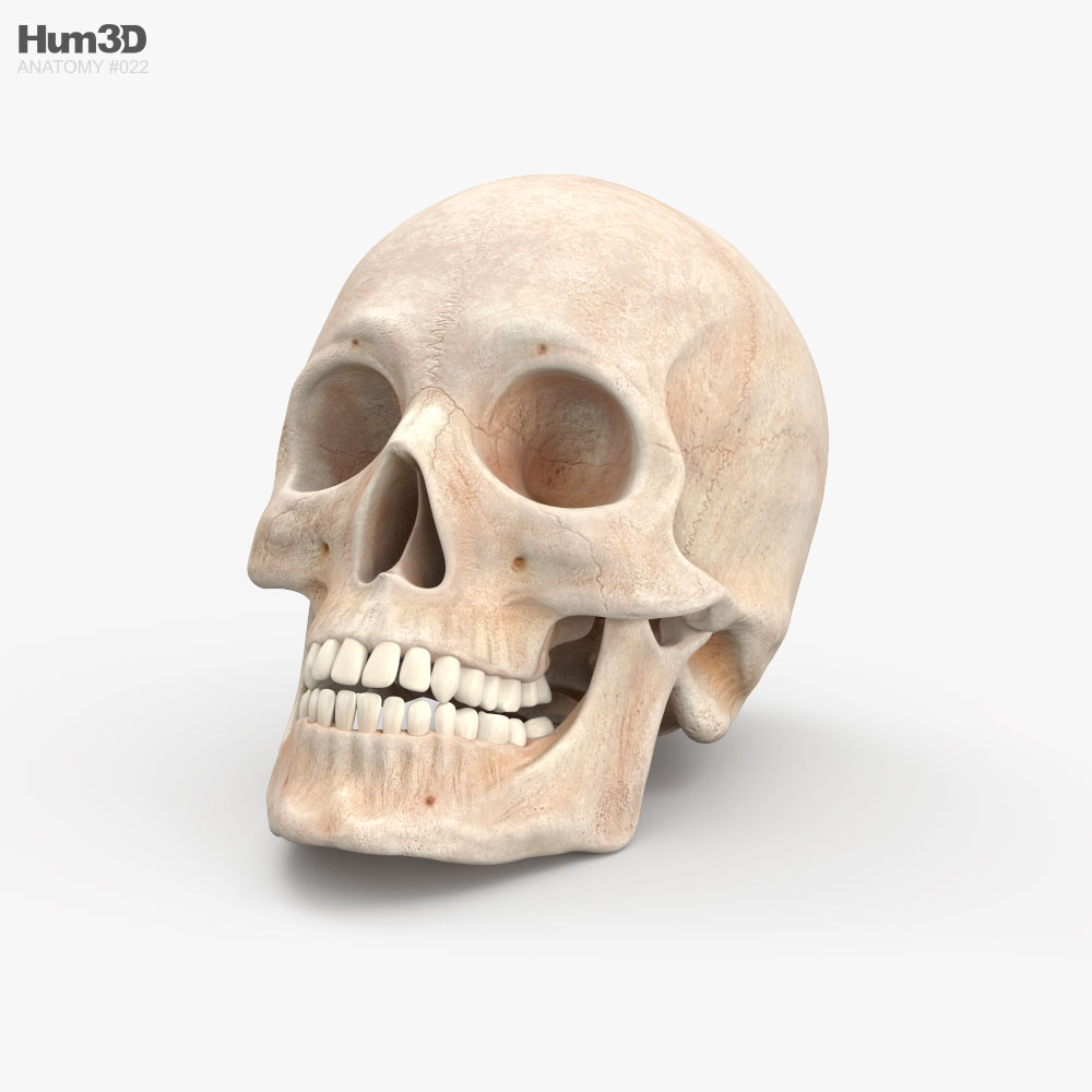 머리뼈 3D 모델 