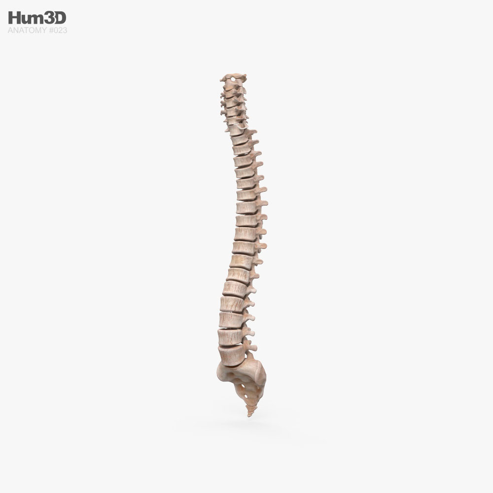 인간의 척추 3D 모델 