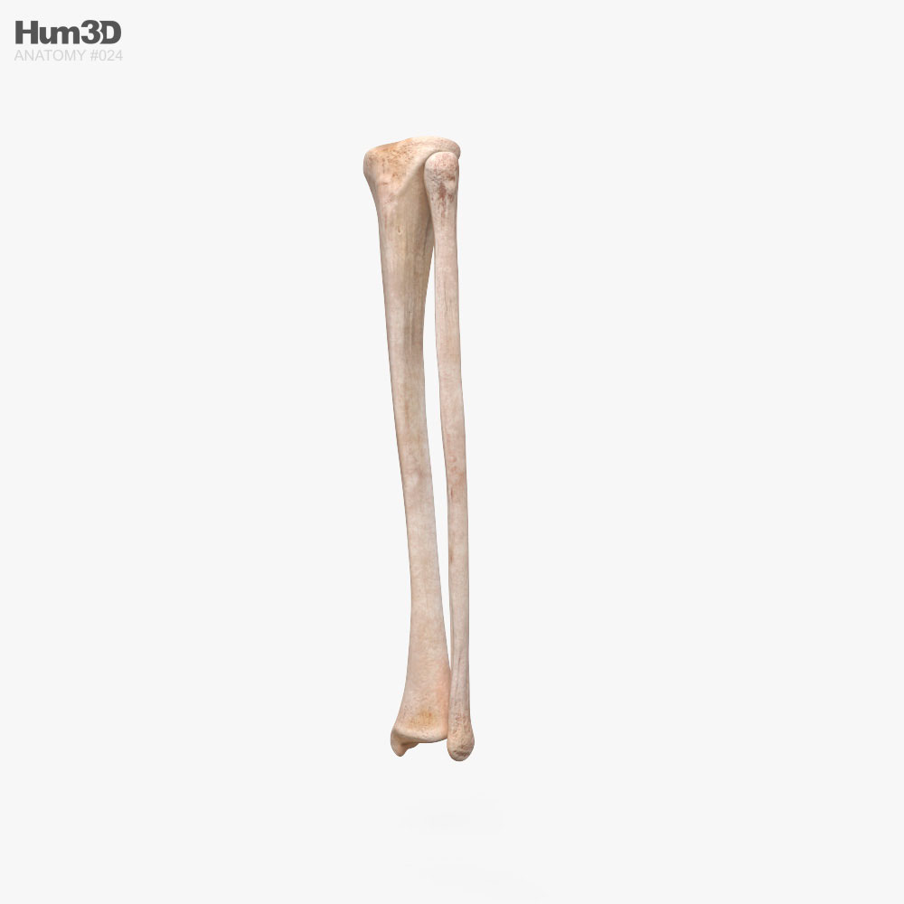 脛骨と腓骨 3Dモデル