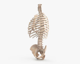 Human Torso Skeleton 3D model