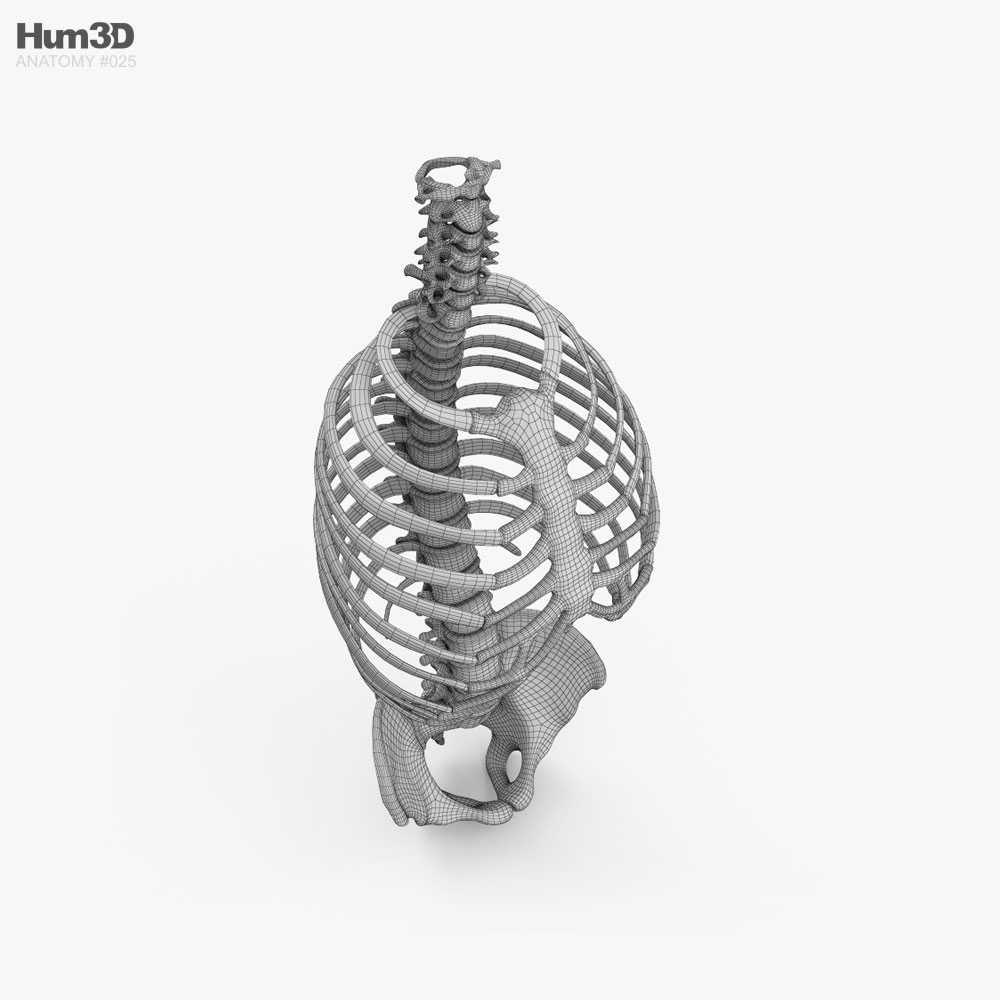 Esqueleto Do Torso Humano Modelo 3d Baixar Anatomia No