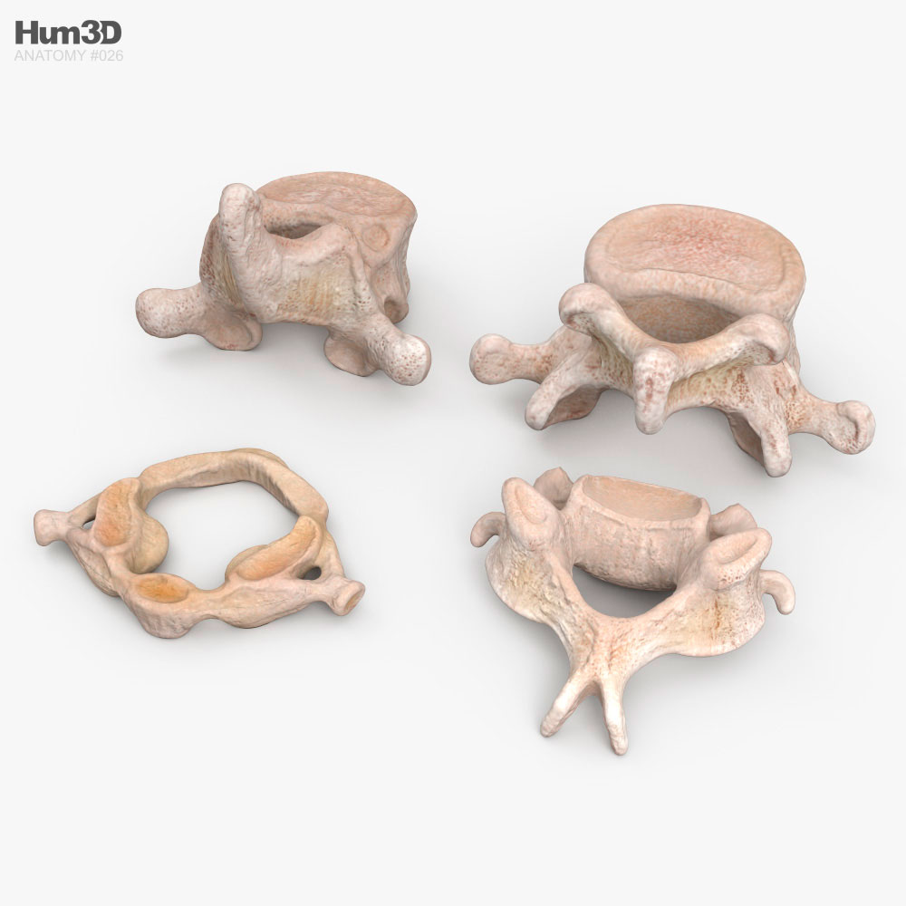 人間の椎骨 3Dモデル