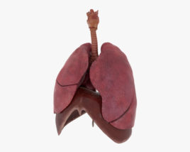 Menschliches Atmungssystem 3D-Modell