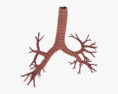 Дихальна система людини 3D модель