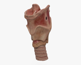 Larynx Modèle 3D