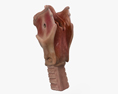 喉 3D模型