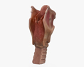 喉 3D模型