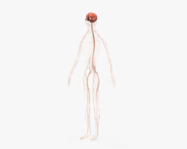 Human Nervous System 3D model