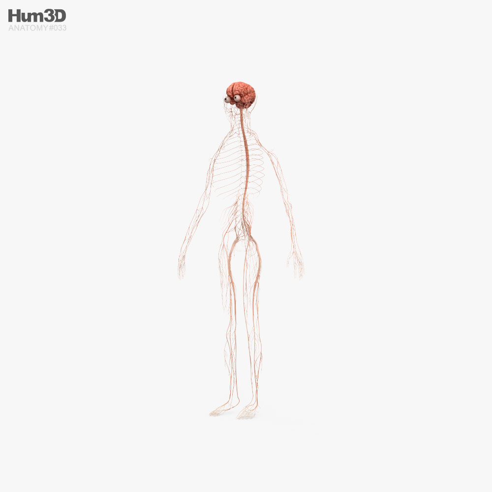 人間の神経系 3Dモデル