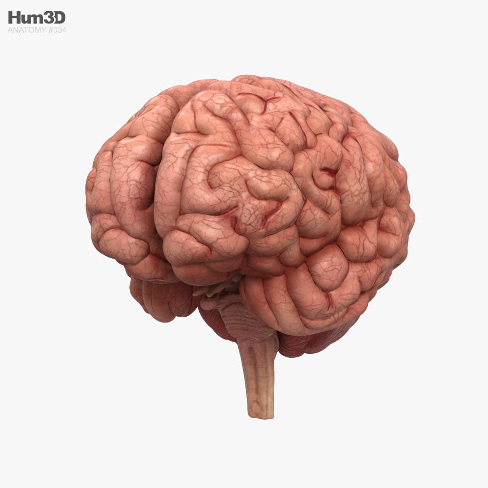 Human Brain 3D model