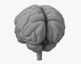 Cervello umano Modello 3D