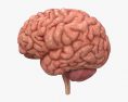 Головной мозг человека 3D модель