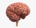 Cerveau humain Modèle 3d