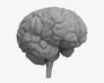 Cerveau humain Modèle 3d