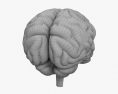 Cérebro humano Modelo 3d