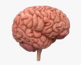Menschliches Gehirn 3D-Modell
