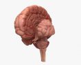 Cérebro humano Modelo 3d