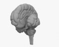 Головной мозг человека 3D модель