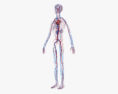 Серцево-судинна система людини 3D модель