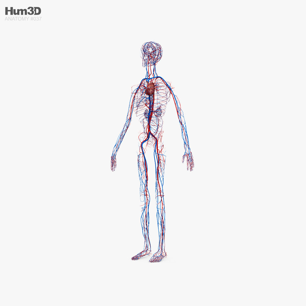 Système circulatoire humain Modèle 3D