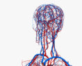 Серцево-судинна система людини 3D модель