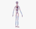 Système circulatoire humain Modèle 3d