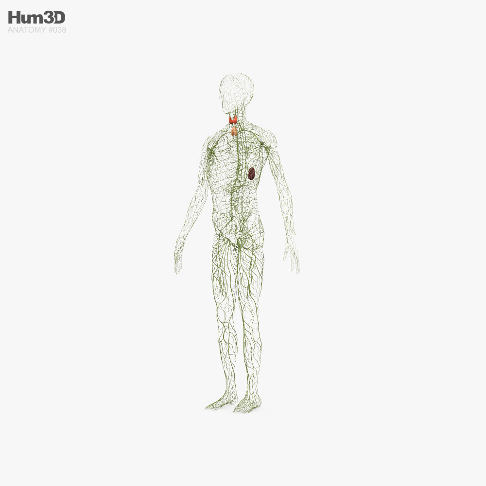 Human Lymphatic System 3D model