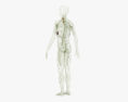 Sistema linfático humano Modelo 3D