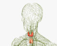 Système lymphatique humain Modèle 3d