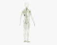 Sistema linfatico umano Modello 3D