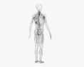 人体淋巴系统 3D模型