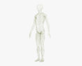 Лімфатична система людини 3D модель