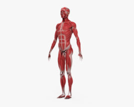 Human Muscular System 3D model