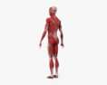 Human Muscular System 3d model