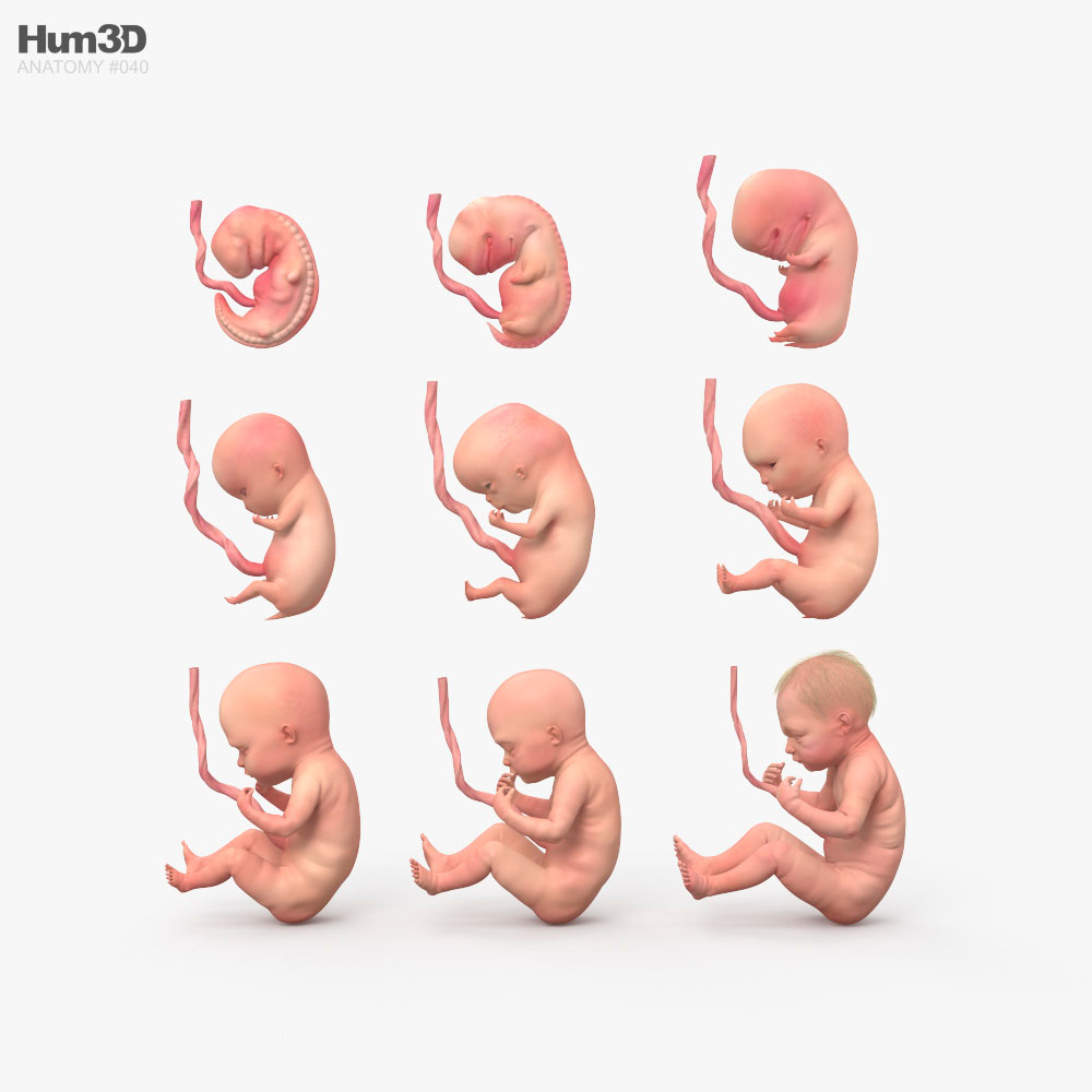 Fœtus humain Modèle 3D