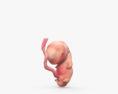 Human Fetus 3d model