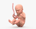 Human Fetus 3d model